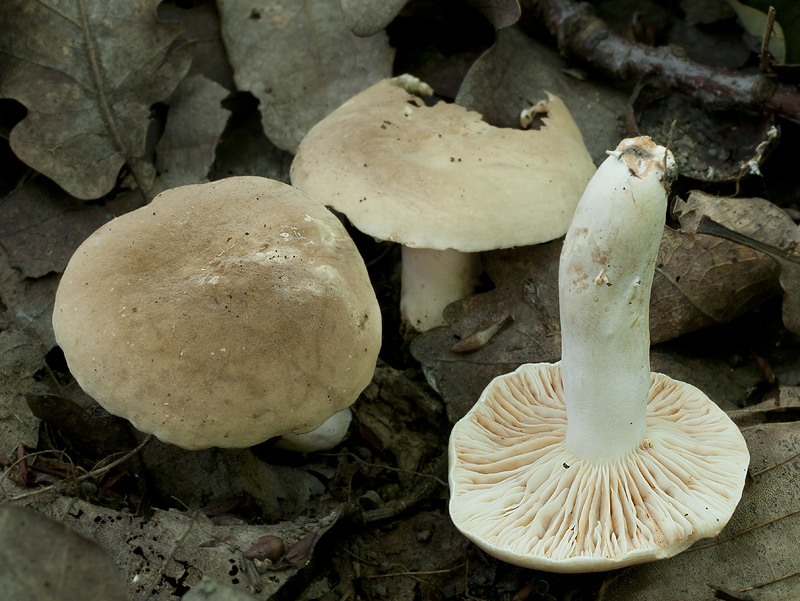 Lactarius azonites